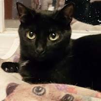 Thumbnail photo of Abba #2