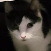 adopt-pet