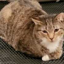 adopt-pet