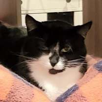 adopt-pet