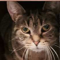 adopt-pet