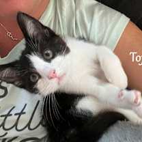 Thumbnail photo of Tofu #2