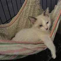 Thumbnail photo of Cats/Kittens #4
