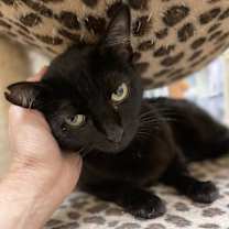 Thumbnail photo of Symphony #1