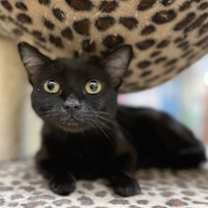 Thumbnail photo of Symphony #2