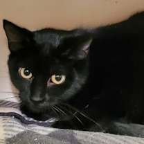 adopt-pet