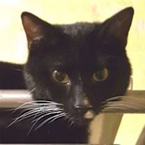 adopt-pet