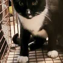 Thumbnail photo of Echo #2