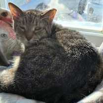 adopt-pet