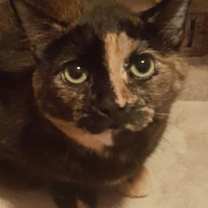 adopt-pet