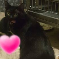 adopt-pet