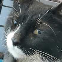 adopt-pet