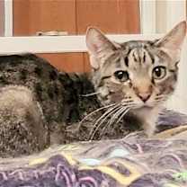 adopt-pet