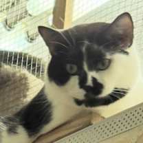 adopt-pet