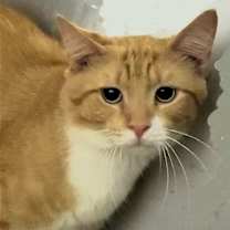 adopt-pet