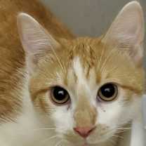 adopt-pet