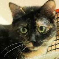 adopt-pet
