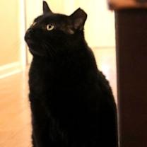 Thumbnail photo of Angus #3