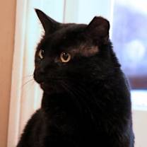 Thumbnail photo of Angus #4