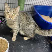 Thumbnail photo of Dottie #4