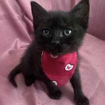 Thumbnail photo of Milu #1