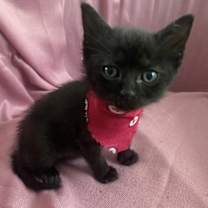 Thumbnail photo of Milu #2