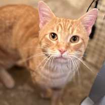 Thumbnail photo of Kemp Baby #2