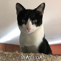 Thumbnail photo of Matilda #1