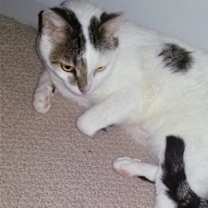 Thumbnail photo of Birch #1