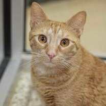 Thumbnail photo of Cal 35782 #2