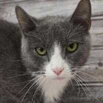 Thumbnail photo of Lady Gray #1