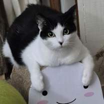 Thumbnail photo of Ava (Courtesy Post) #1