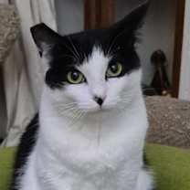 Thumbnail photo of Ava (Courtesy Post) #2