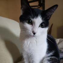 Thumbnail photo of Ava (Courtesy Post) #4