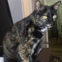 Thumbnail photo of Rosie - sweet and laid back! #3