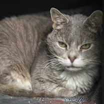 Thumbnail photo of Barney #1