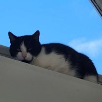 Thumbnail photo of Molly - Sponsored by Andrea D. (Walli) #3