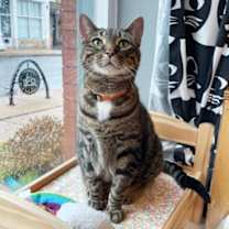 Thumbnail photo of Juniper #1