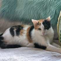 Thumbnail photo of Buttercup #1