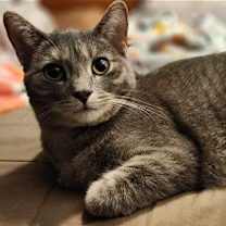 Thumbnail photo of Mink - AD #1