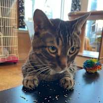 Thumbnail photo of Juniper #2