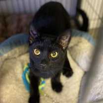 Thumbnail photo of Neptune #2