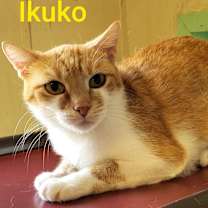 Thumbnail photo of Ikuko #1