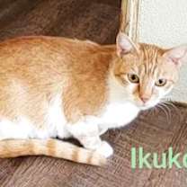Thumbnail photo of Ikuko #4