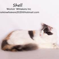 Thumbnail photo of SHELL #1