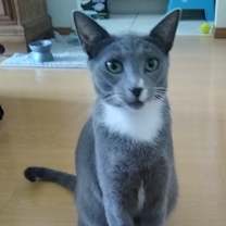 Thumbnail photo of Leo #1