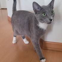 Thumbnail photo of Leo #2