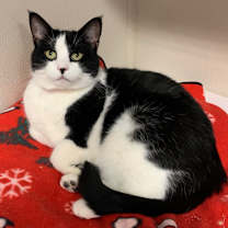 Thumbnail photo of Poplar #1