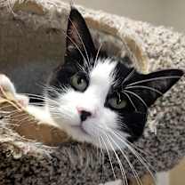 Thumbnail photo of Poplar #2