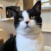 Thumbnail photo of Poplar #3